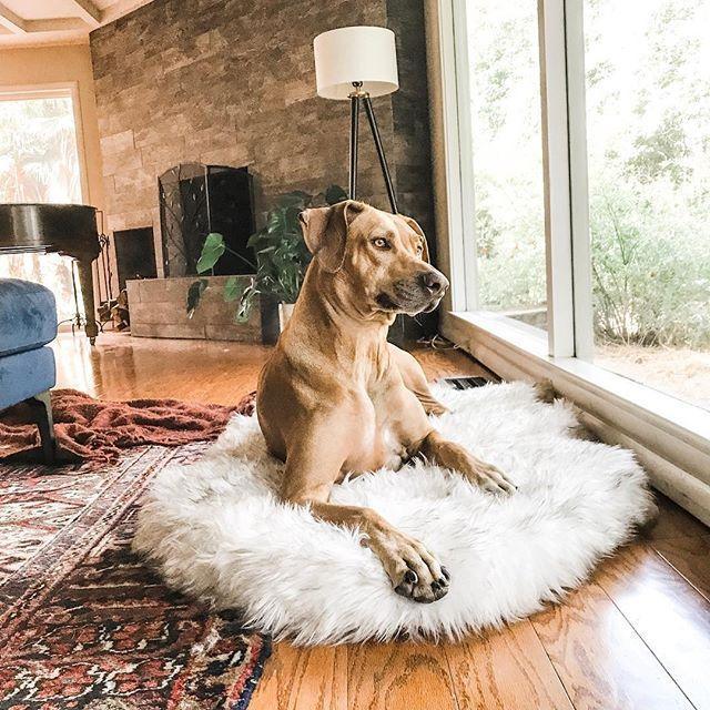 Innovative New Memory Foam Dog Bed Is Also An Attractive Rug