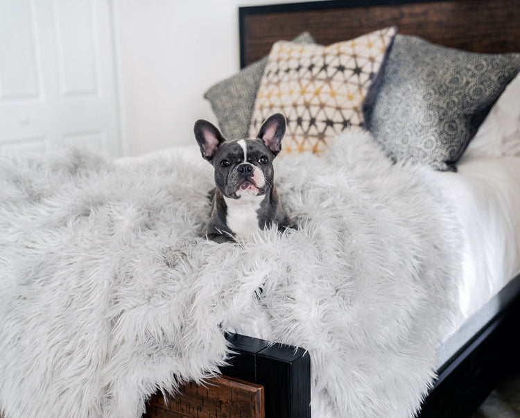 French Bulldog on Deluxe Grey Faux Fur Blanket