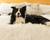 Border Collie on Polar White Blanket