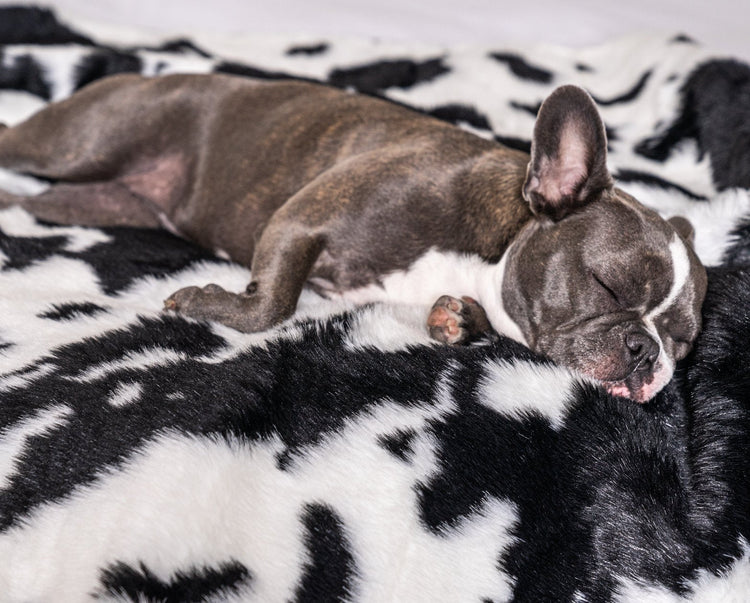 French Bulldog Sleeping on Black Faux Cowhide Blanket