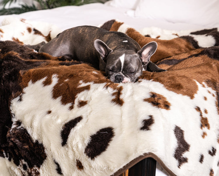 French Bulldog on Brown Faux Cowhide Blanket