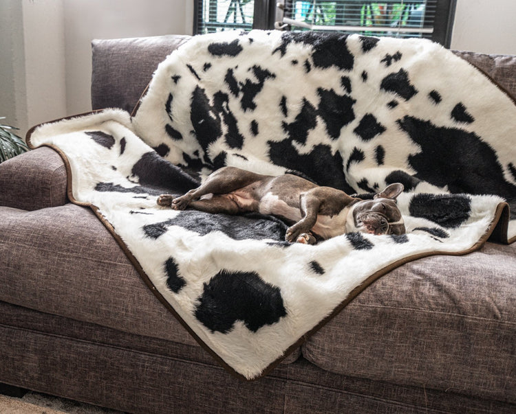 French Bulldog Sleeping on Black Faux Cowhide Blanket