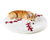 FREE Paw Kids PupRug™ Memory Foam Dog Bed with $150+ Purchase