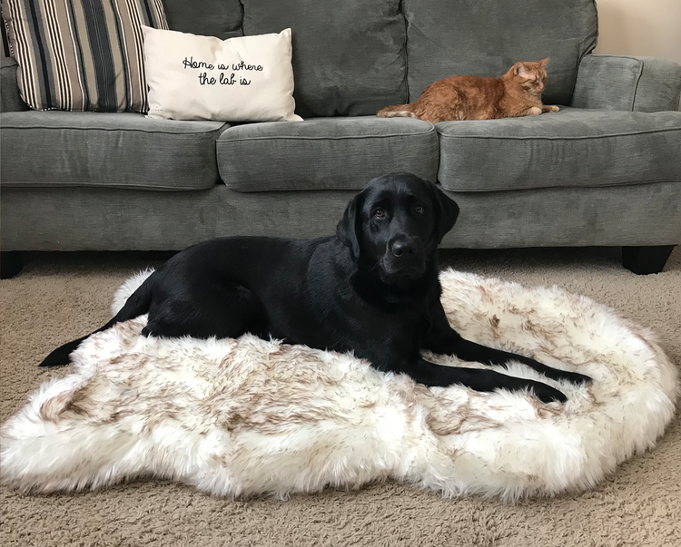 PupRug orthopedic dog bed