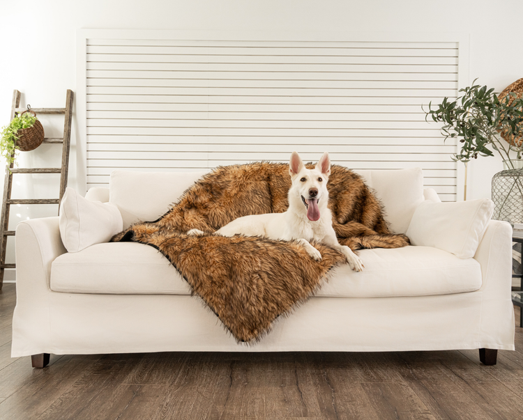 white german shepherd sitting comfy on sable tan faux fur luxury throw on white couch