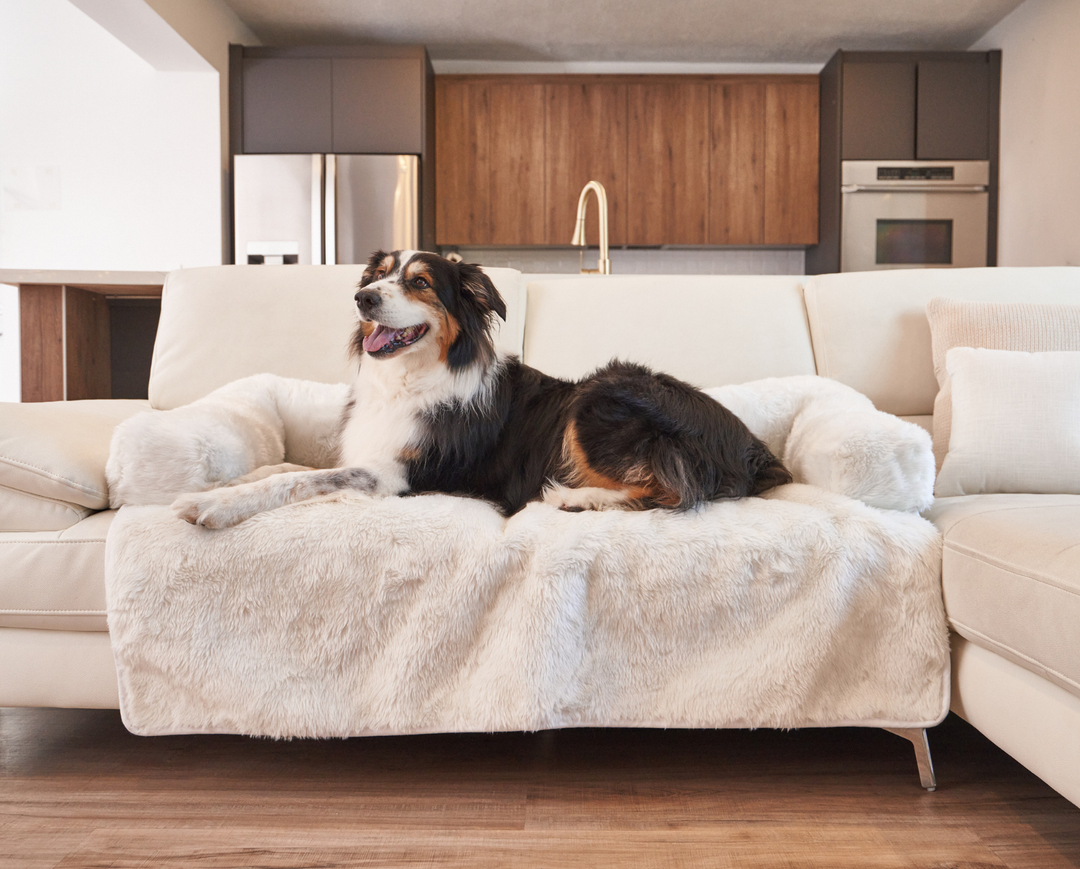 Black and White Dog resting on Polar White Couch Lounger