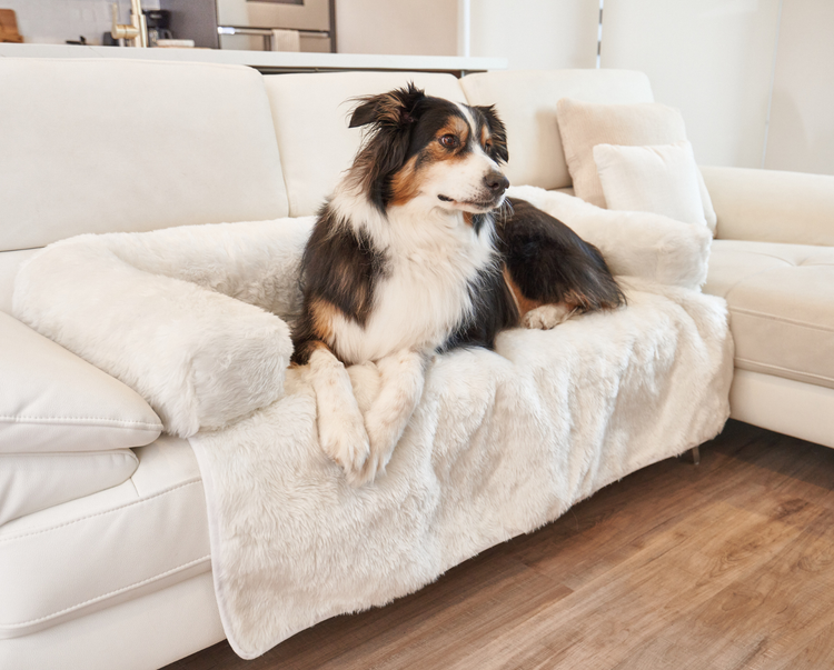 Black and White Dog resting on Polar White Couch Lounger in Living Room