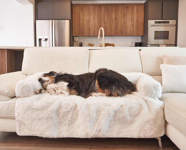 Black and White Dog resting on Polar White Couch Lounger