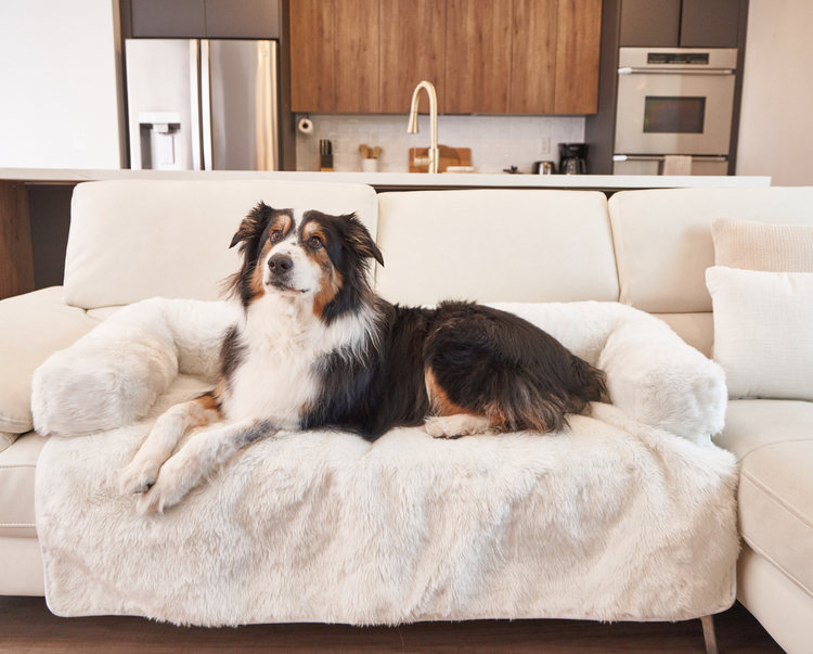 Black and White Dog resting on Polar White Couch Lounger