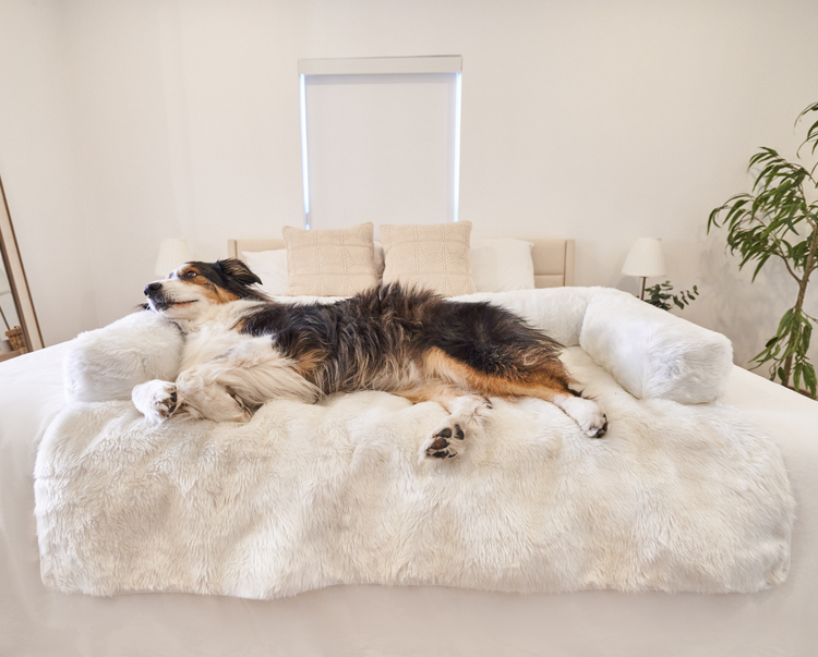 Black and White Dog resting on Polar White Couch Lounger in Bedroom