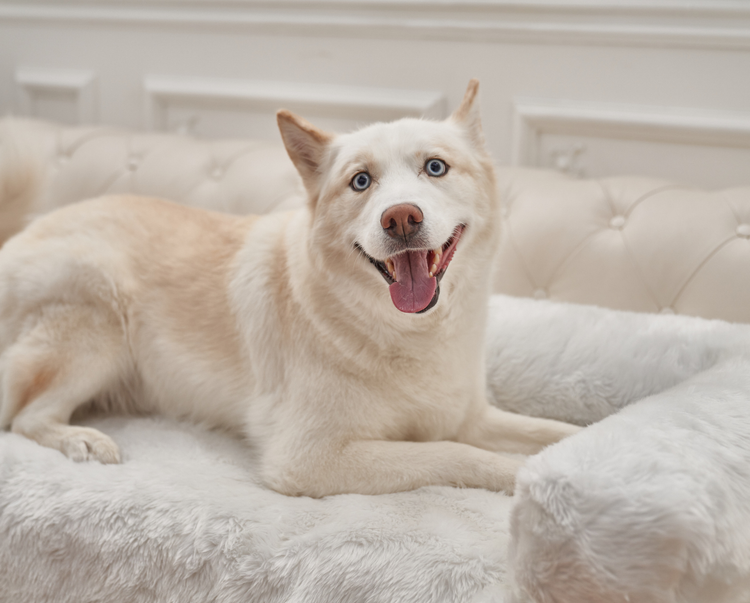 Husky Dog resting on Polar White Couch Lounger