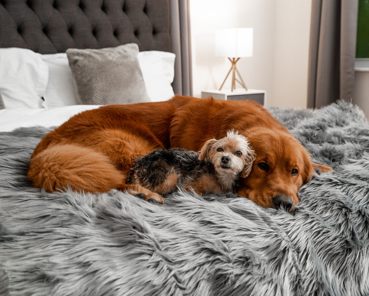 PupRug™ Bundle - Orthopedic Bed Curve, Charcoal Grey + Matching Waterproof Blanket