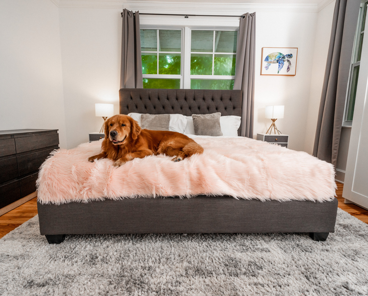 Golden Retriever resting paws on King Size Blush Pink Blanket