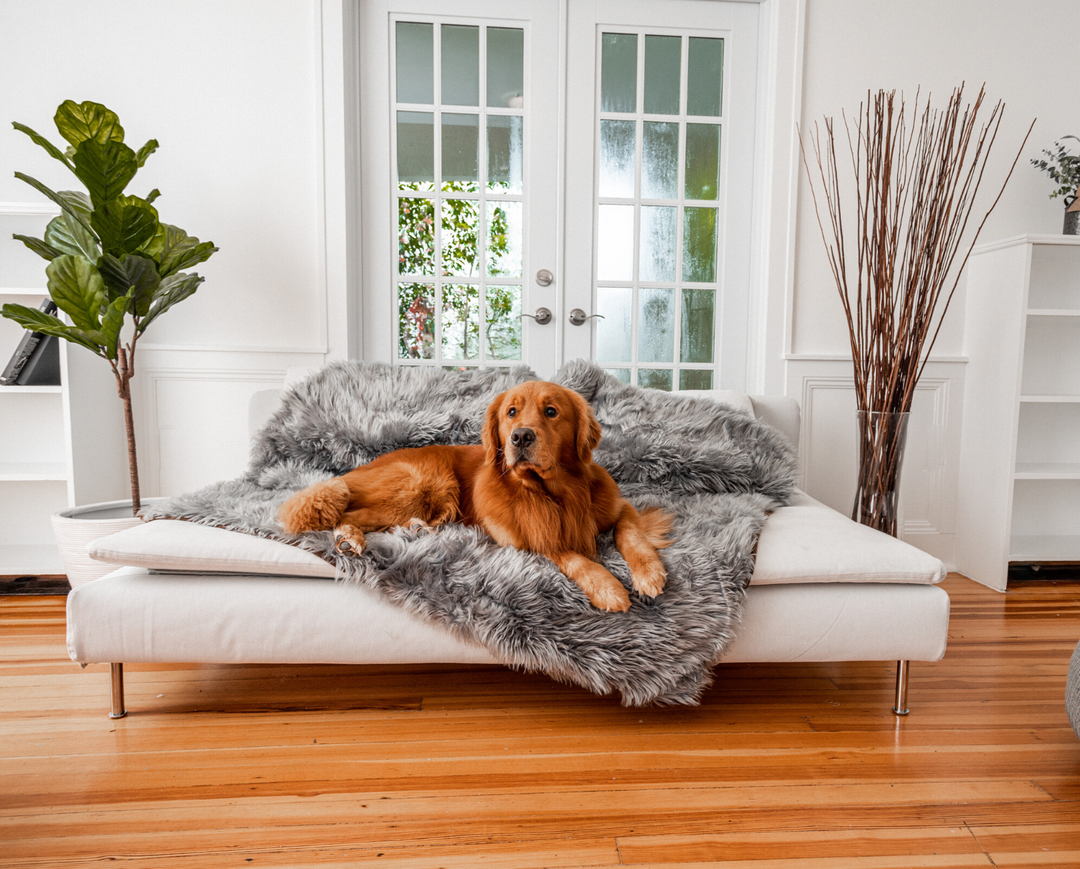 Golden Retriever resting paws on plush charcoal grey blanket