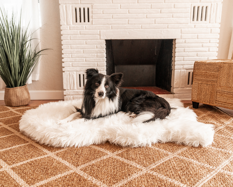 Border Collie resting on polar white plush faux fur dog bed