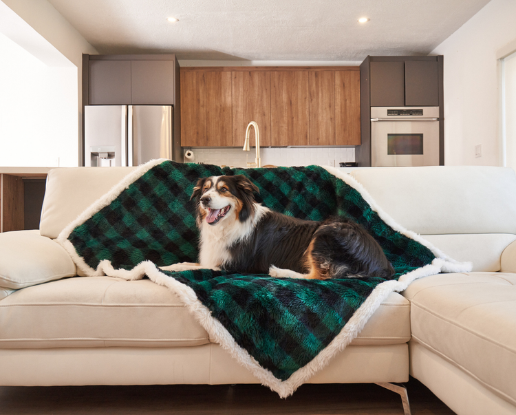 Black and white dog resting on green plaid dog blanket