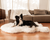 Border Collie Dog resting on polar white faux fur dog bed in front of couch with matching blanket