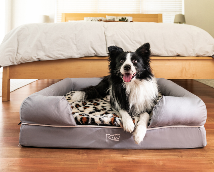 Border Collie on Bolster Bed with Topper in bedroom