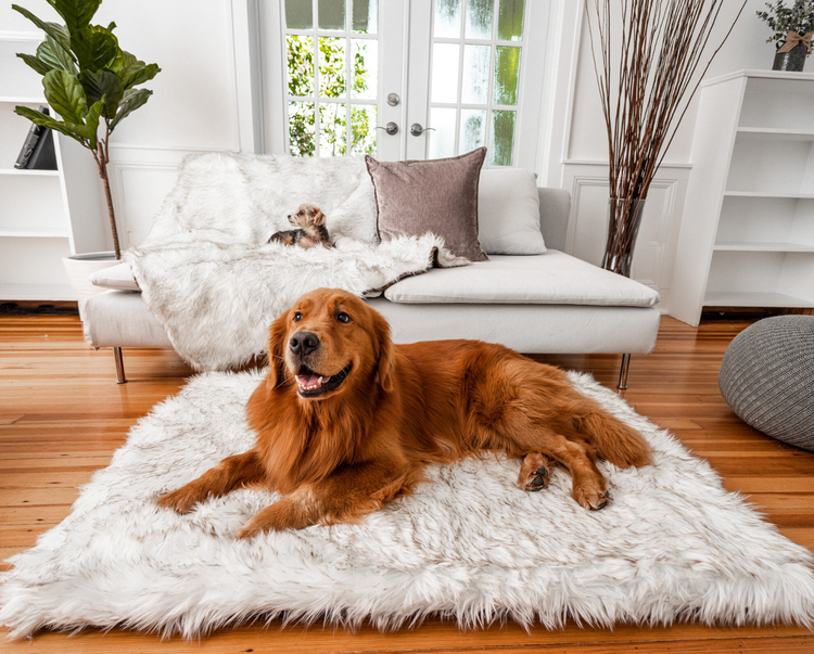 PupRug™ Bundle - Orthopedic Bed Rectangle, White + Matching Waterproof Blanket