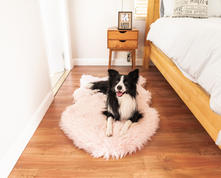 Border Collie resting on Blush Pink Faux Fur Bed in bedroom