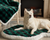 Husky Dog posing on Green Buffalo Plaid Bed