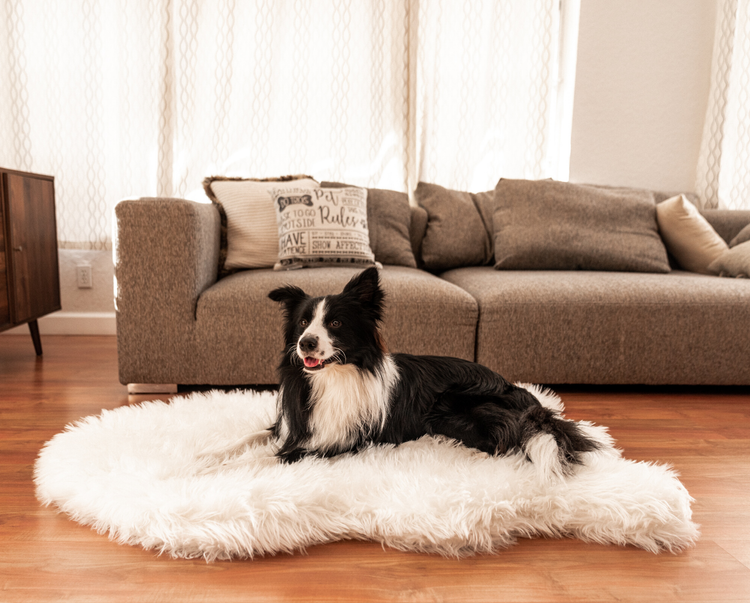 Border Collie Dog resting comfortably on luxurious white memory foam dog bed