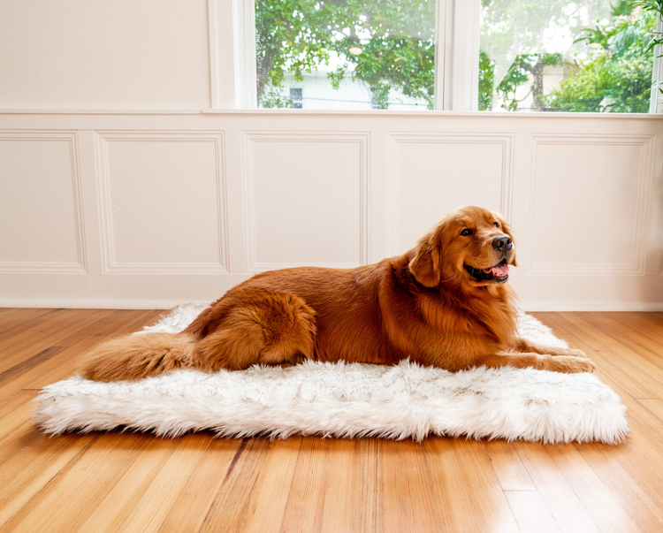 Golden Retriever smiling on Rectangle White Faux Fur Orthopedic Dog Bed on wood floor