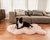 Border Collie Dog posing on Blush Pink faux fur orthopedic dog bed