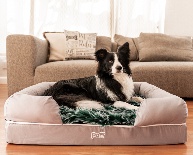 Border Collie on Green Topper