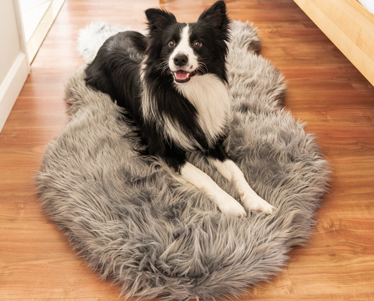 Border Collie Dog resting on Charcoal Grey Orthopedic Dog Bed