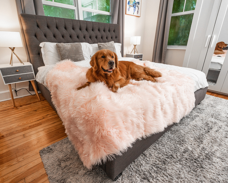 PupRug™ Bundle - Orthopedic Bed Curve, Blush Pink + Matching Waterproof Blanket