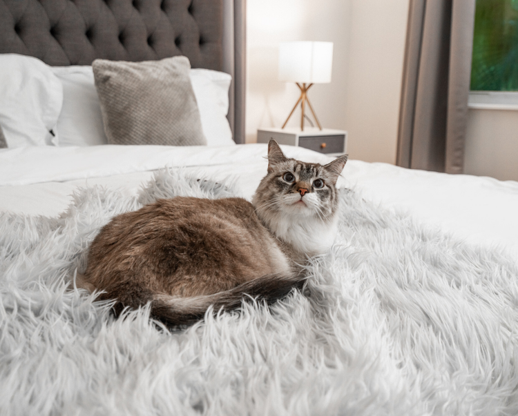 Cat on Grey Faux Fur, Anti-Scratch Cat Blanket in Bedroom