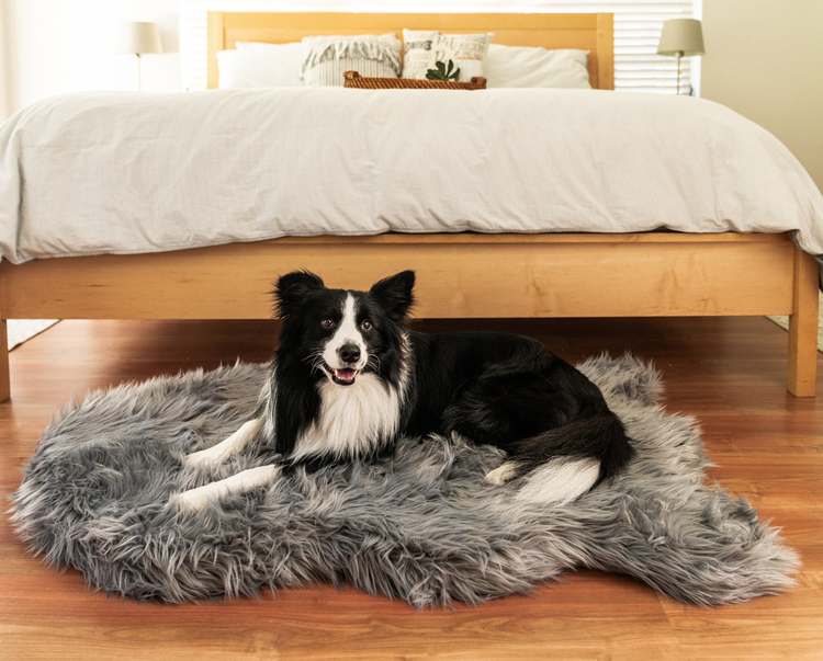 Border Collie happily resting on charcoal grey faux fur orthopedic dog bed