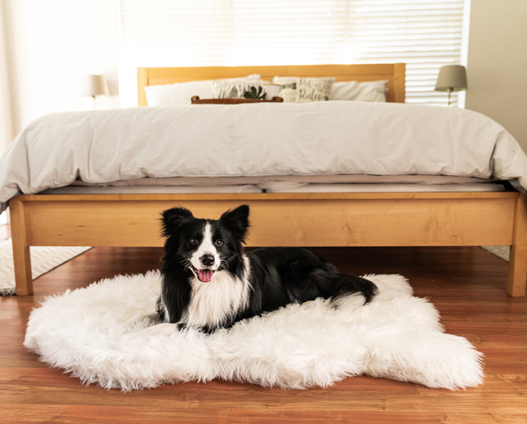 Border Collie Dog resting comfortably on ultra-soft orthopedic white faux fur dog bed