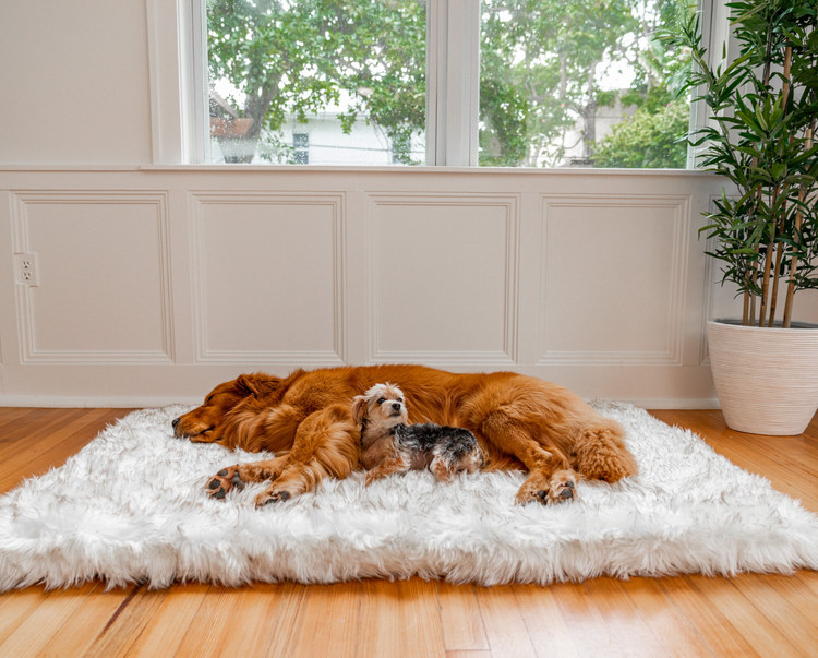 Golden Retriever and Yorkie Dogs snuggling on plush faux fur white orthopedic pet bed