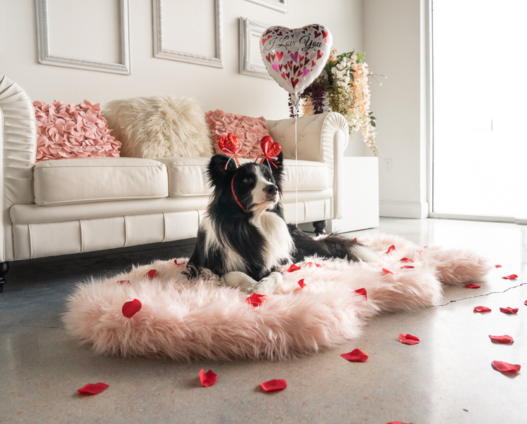 Border Collie Dog posing on blush pink faux fur bed with rose petals