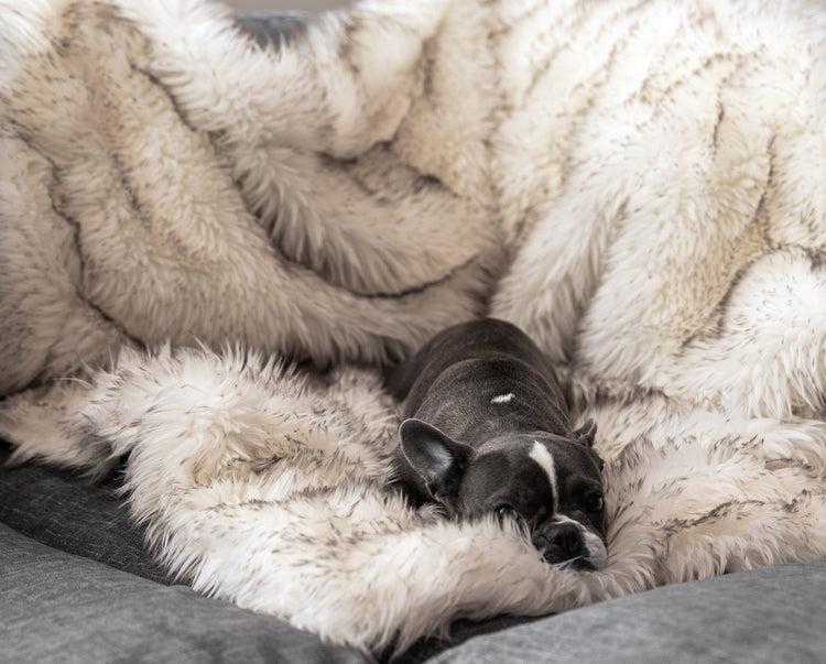 frenchie dog looking cozy on white faux fur blanket