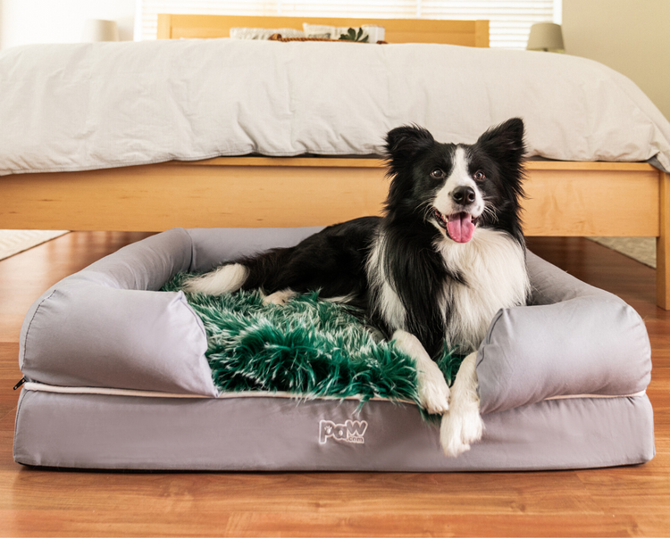 Border Collie on Faux Fur Green Topper