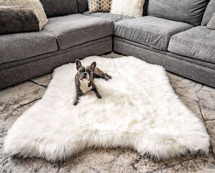 modern orthopedic xl dog bed that doubles as an attractive memory foam area rug. 