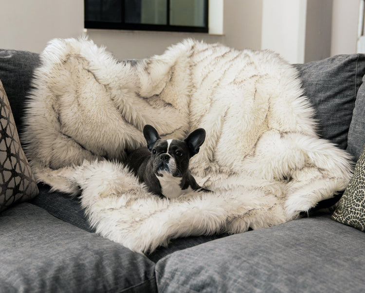 French Bulldog on luxurious waterproof white pet throw