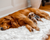 Golden Retriever and Yorkie snuggling on plush faux fur orthopedic pet bed