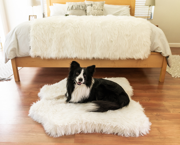 Border Collie on Faux Fur Polar Bear Faux Hide Dog Bed with Polar White Blanket in Background