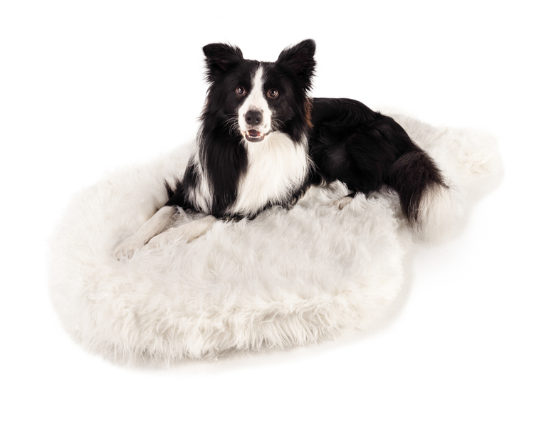 Border collie dog resting on plush faux fur orthopedic dog bed