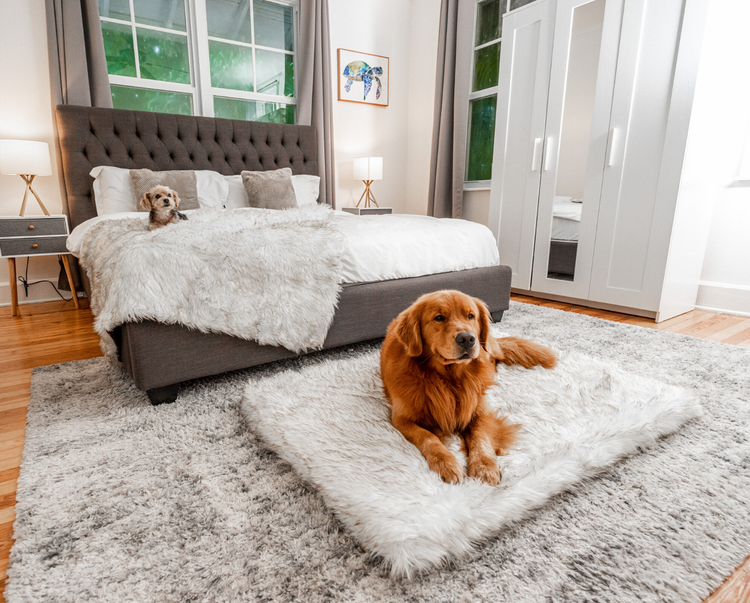 Golden Retriever on faux fur plush dog bed and Yorkie resting on matching faux fur white blanket