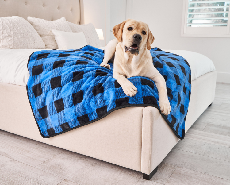 Labrador Retriever on Blue Plaid Waterproof Pet Blanket in bedroom