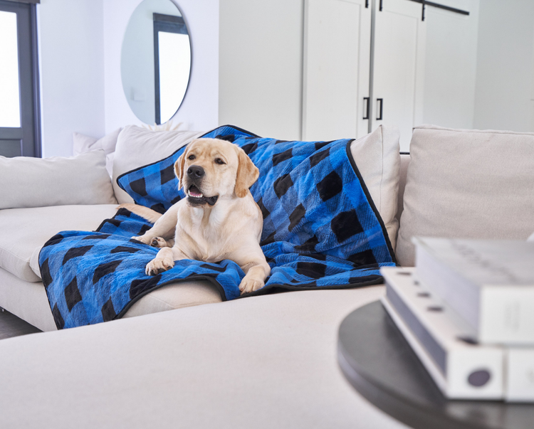 Labrador Retriever on Blue Plaid Waterproof Pet Blanket