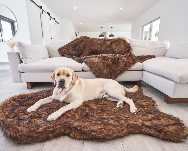 Labrador retriever dog resting on brown faux fur bed