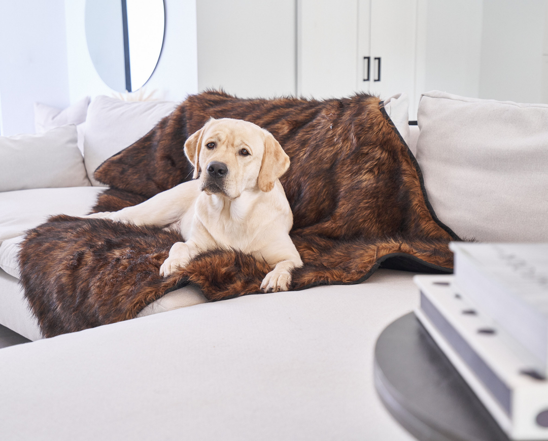 Labrador Retriever dog on luxe brown blanket