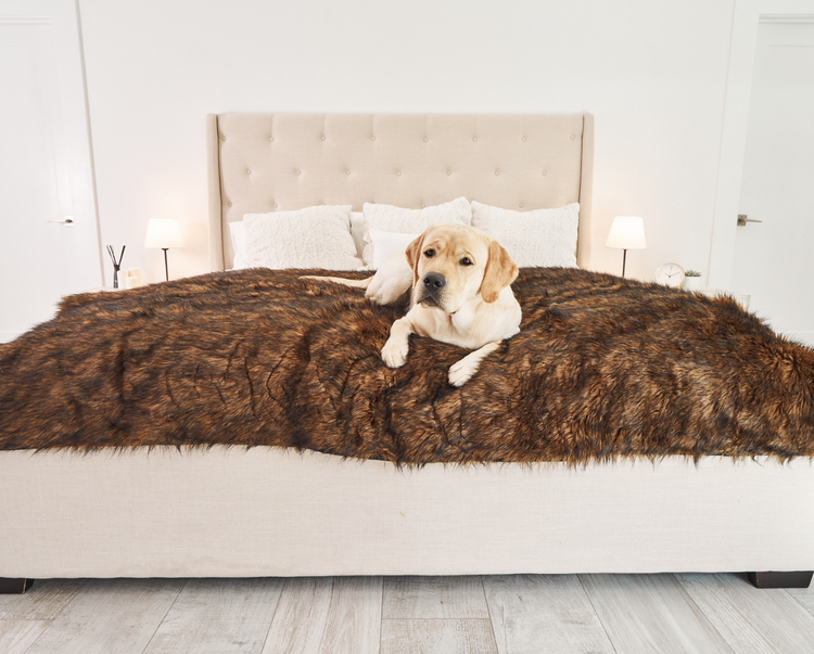 Labrador Retriever dog on luxe brown blanket on top of king size bed