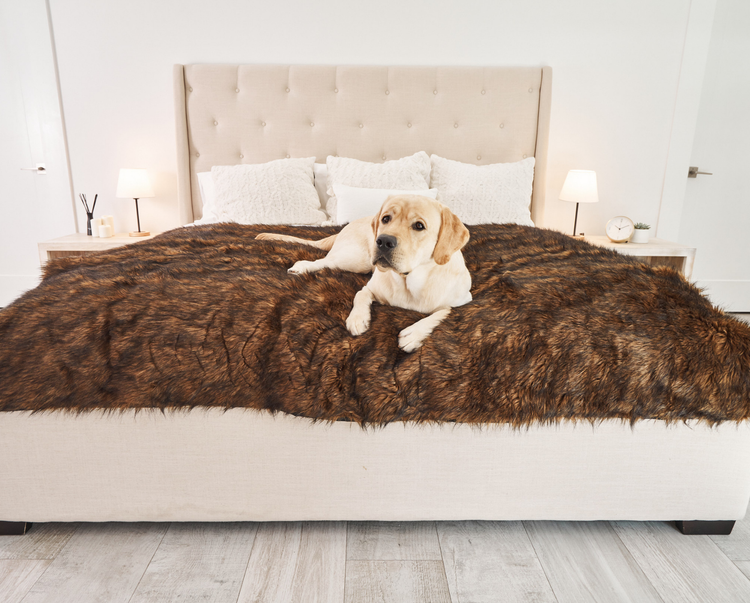 Labrador retriever dog resting on rich brown blanket in bedroom